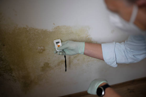 Best Office Mold Removal Services  in Schulenburg, TX