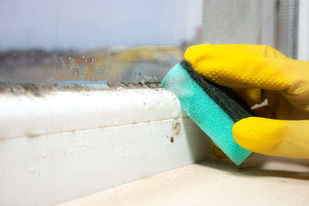 Best Mold Removal and Inspection  in Schulenburg, TX