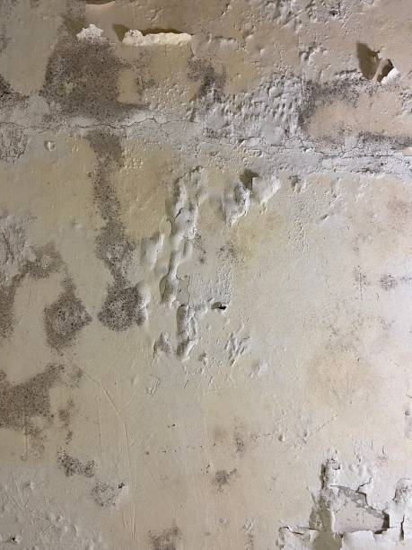 Reliable Schulenburg, TX Mold Removal Solutions