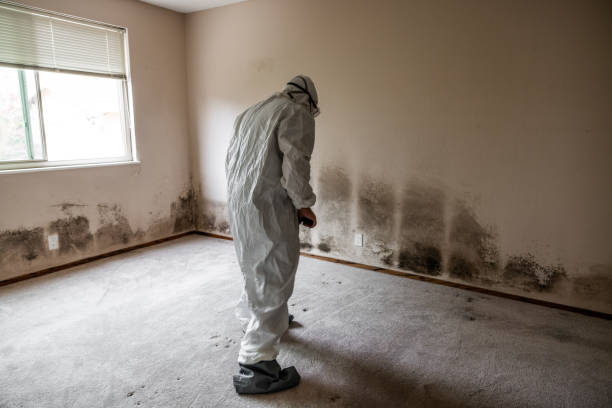 Best Certified Mold Removal  in Schulenburg, TX