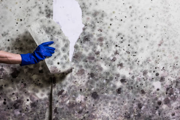  Schulenburg, TX Mold Removal Pros